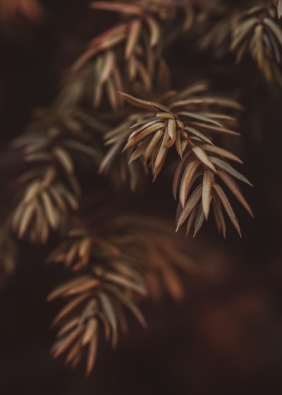 绿色植物在近距离摄影
